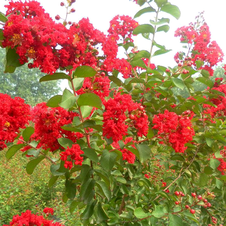 批發(fā)紅花紫薇樹(shù) 紫薇 紅火箭紫薇 行道樹(shù)木 園林綠化