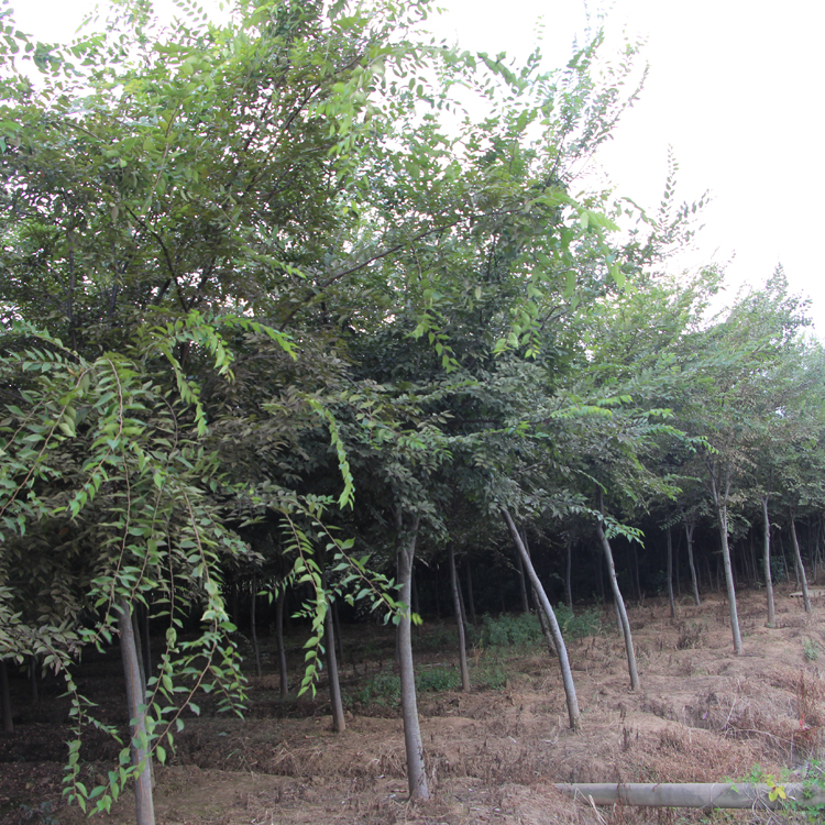 批發(fā)綠化苗木 *小葉紅櫸樹(shù)苗 庭院綠化樹(shù)苗 紅櫸小苗 規(guī)格全