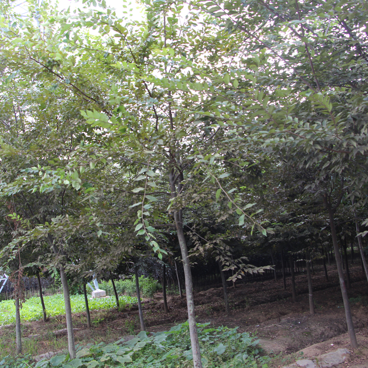 批發(fā)綠化苗木 *小葉紅櫸樹(shù)苗 庭院綠化樹(shù)苗 紅櫸小苗 規(guī)格全