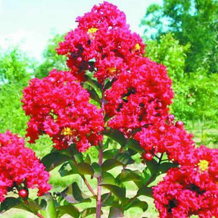 直銷速生紫薇苗 紫薇樹苗 紅花紫薇樹苗 批發(fā)紫薇小苗 紅火球紫薇