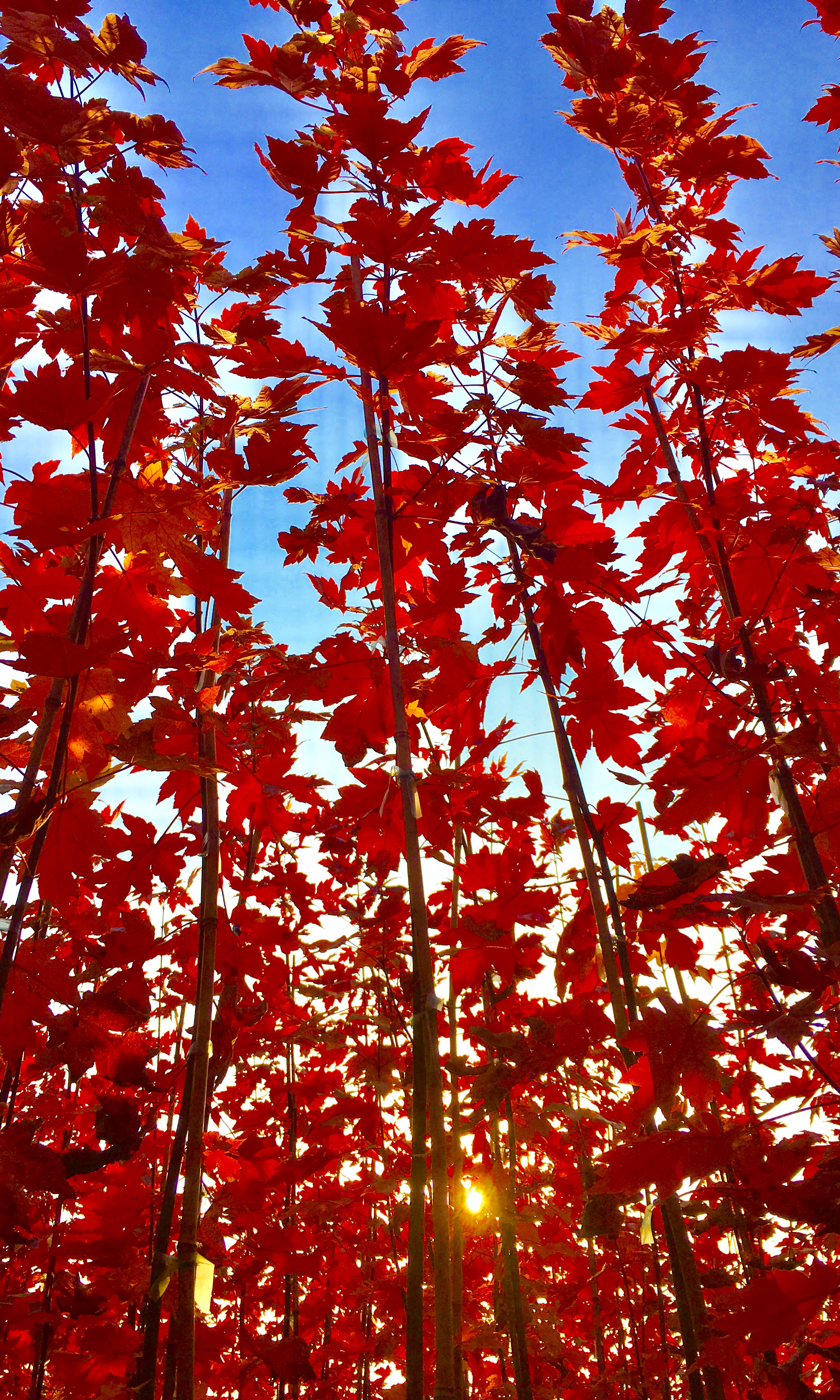 遼寧美國(guó)紅楓基地|遼寧美國(guó)紅楓批發(fā)|遼寧美國(guó)紅楓直銷(xiāo) 美國(guó)紅楓秋火焰