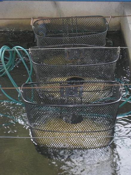 湖北斑點叉尾鮰批發(fā)商 湖北專業(yè)培育斑點叉尾鮰育苗基地 湖北斑點叉尾鮰魚苗價錢