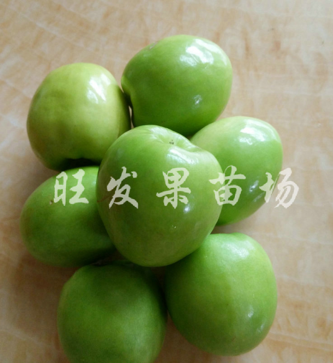 臺(tái)灣青棗嫁接苗品種 臺(tái)灣臺(tái)南大青棗苗 高成活率青棗苗