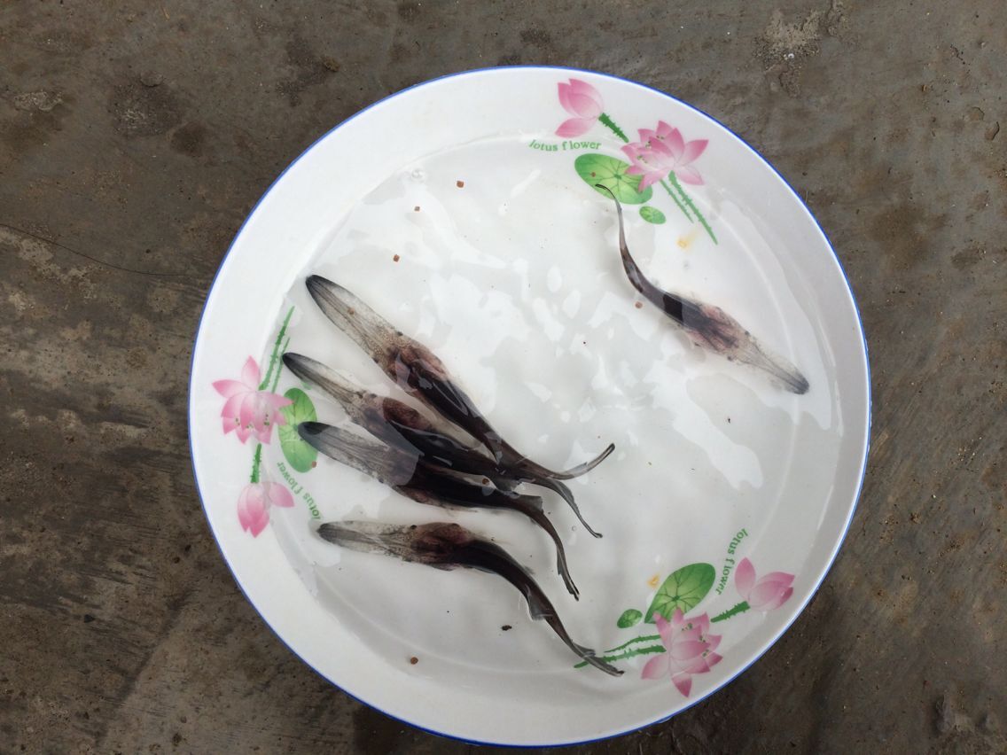 大量供應(yīng)優(yōu)質(zhì)鱘魚(yú)鴨嘴鱘魚(yú)苗 四川鴨嘴鱘魚(yú)苗批發(fā)價(jià)格是多少