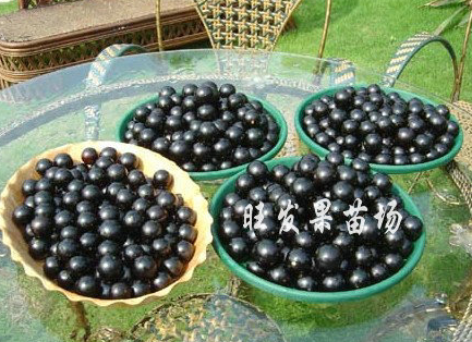 長期經(jīng)銷 珍貴寶果新品樹葡萄苗又稱嘉寶果超甜 南果北種苗