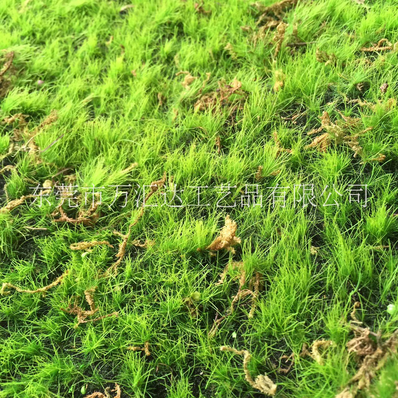 仿真青苔草皮微景觀墻面綠草裝飾苔蘚草坪多肉植物相框盆景仿真花 青苔草坪 青苔草坪仿真青苔草皮