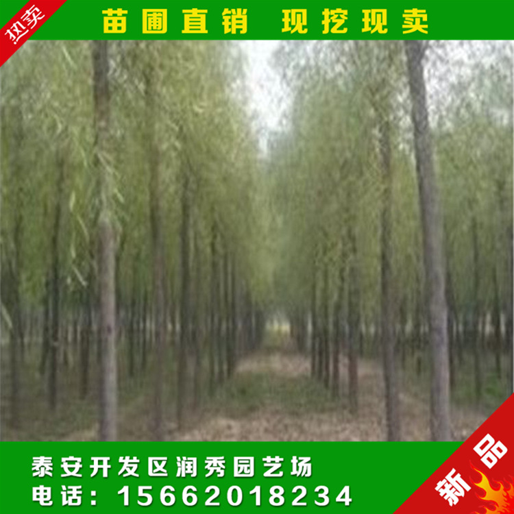 基地專業(yè)供應(yīng)柳樹苗 柳樹苗 供應(yīng)柳樹苗 專業(yè)供應(yīng)柳樹苗 綠化柳樹苗
