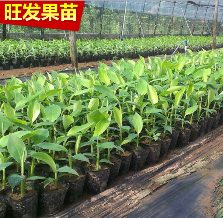 供應(yīng)香蕉組培苗 威廉斯B6香蕉苗 大量出售香蕉苗 *惠
