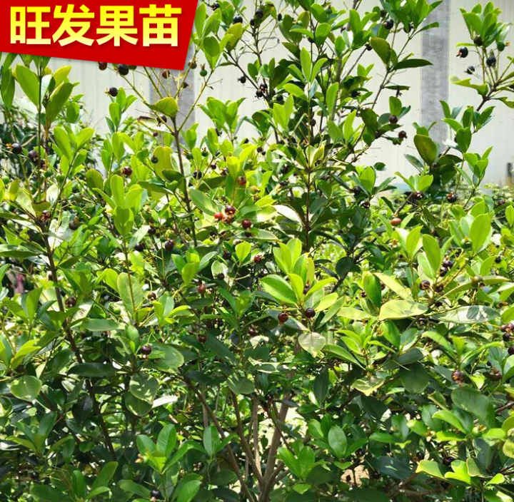 生產(chǎn)銷售巴西櫻桃苗 巴西甜櫻桃種苗 巴西甜櫻桃袋苗