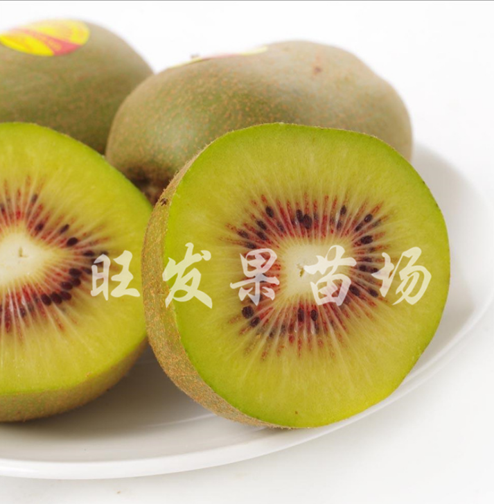 大量直銷批發(fā)*奇異果果苗（獼猴桃）好種植 品種純正 量大價優(yōu)