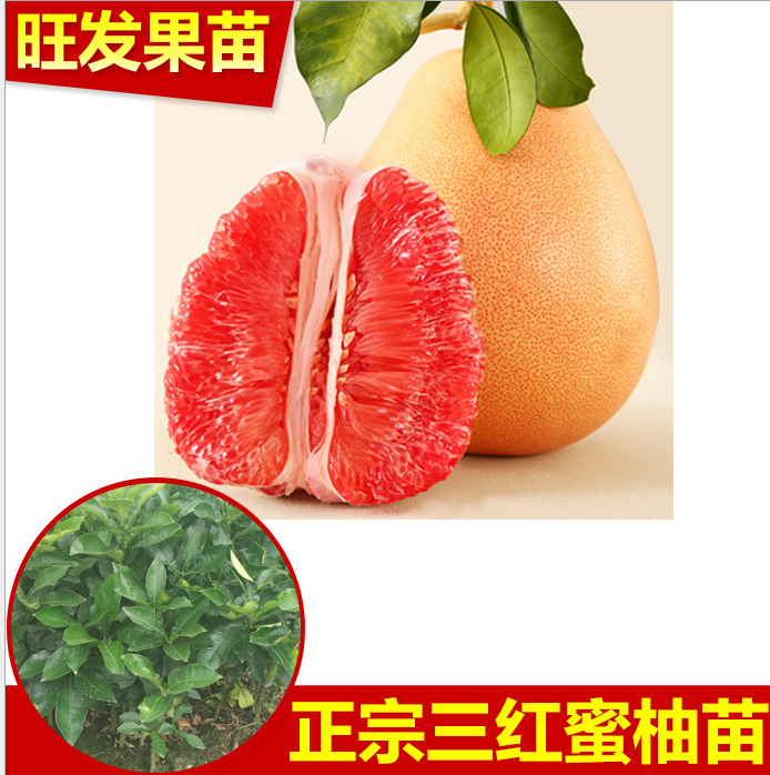 熱銷 柚子苗 *1號紅肉蜜柚苗 *三紅蜜柚苗 大量供應(yīng)價優(yōu)