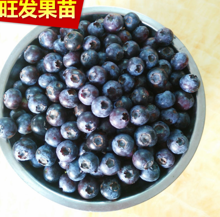 批發(fā)果樹(shù)苗 盆栽密斯蒂藍(lán)莓苗 南方北方種植 耐抗寒大苗 農(nóng)家自種