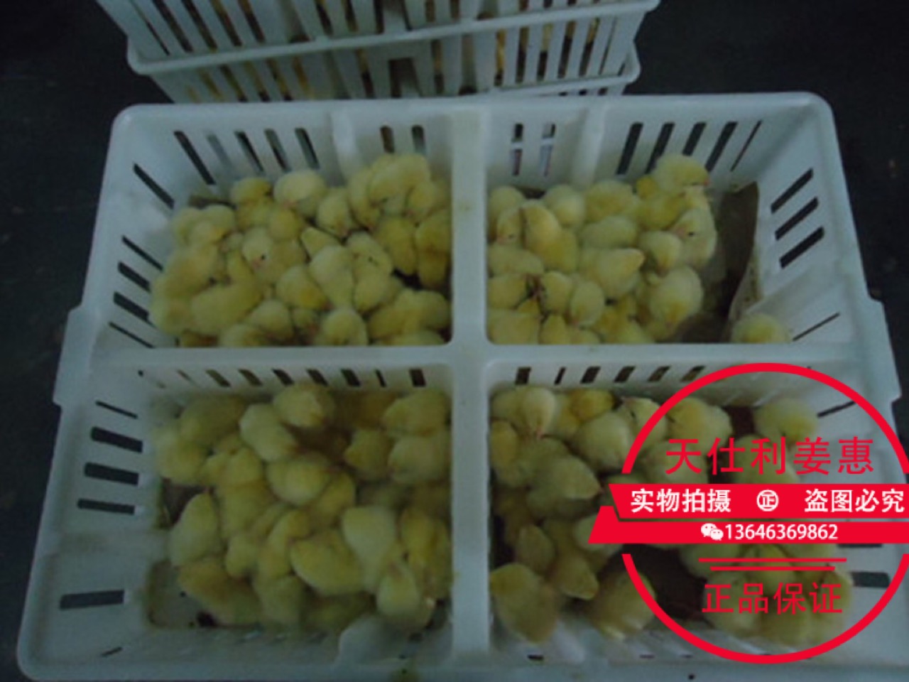 供應(yīng)雞苗箱*式好用 雞苗箱 雞苗運(yùn)輸箱