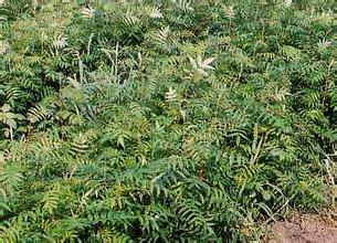 遼寧花楸苗報價，哪有花楸苗，二年生花楸苗