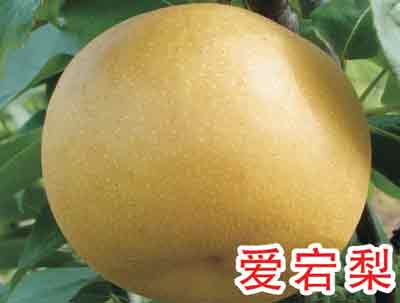 瀏陽(yáng)愛宕梨 愛宕梨直銷 愛宕梨價(jià)格 愛宕梨批發(fā)