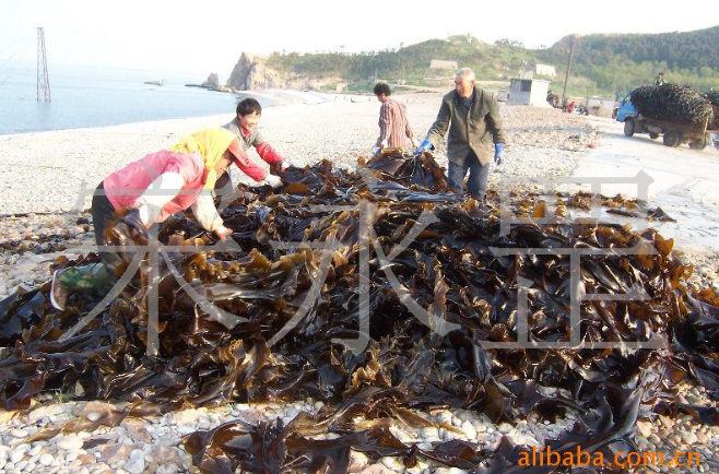 山東長島淡干海帶濟(jì)南淡干海帶供應(yīng)商淡干海帶廠家直銷 淡干海帶哪家好 淡干海帶批發(fā)價(jià) 淡干海帶采購網(wǎng)