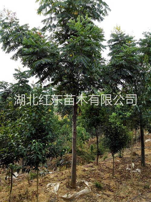 供應(yīng)12公分到30公分*荊州欒樹