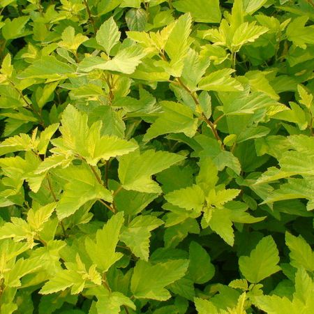 保定黃刺玫直銷廠家 內(nèi)蒙黃刺玫報(bào)價(jià) 山西黃刺玫供應(yīng)商