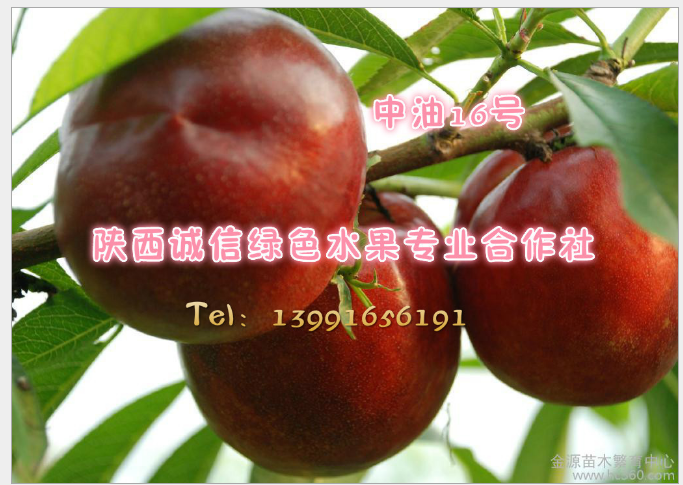 桃樹(shù)新品種-陜西中油16優(yōu)系桃品種
