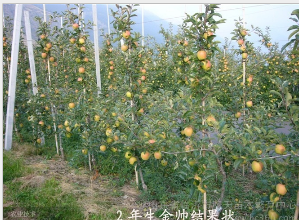 *M9T337矮化自根砧/矮化蘋果苗/蘋果新品種