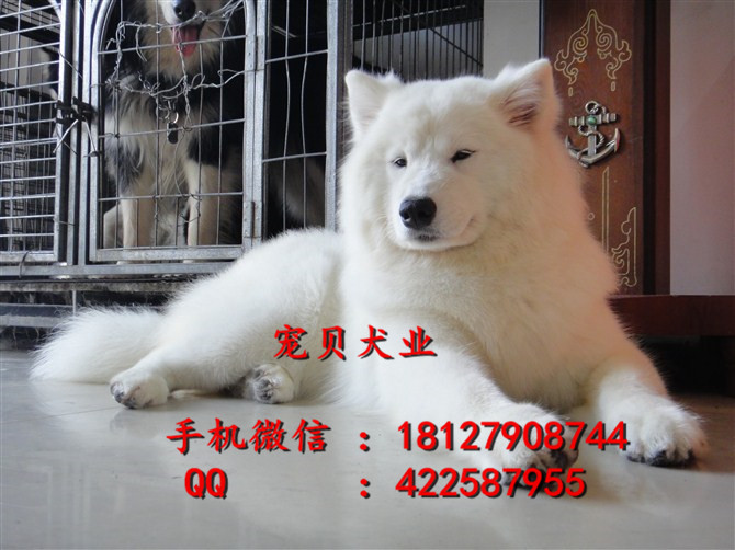 廣州哪里有賣薩摩耶廣州純種薩摩耶廣州薩摩耶犬價格