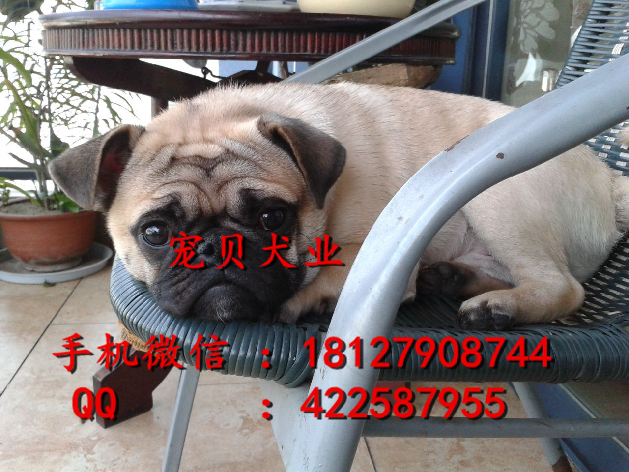 巴哥