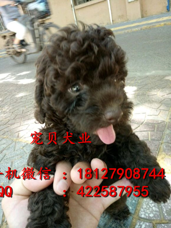 廣州純種泰迪熊幼犬泰迪熊價格泰迪熊多少錢