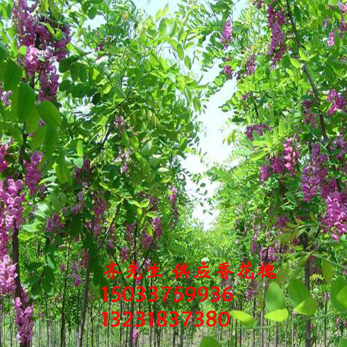 刺槐、香花槐、嫁接刺槐 河北刺槐、刺槐哪里有、平頭刺槐、嫁接刺槐