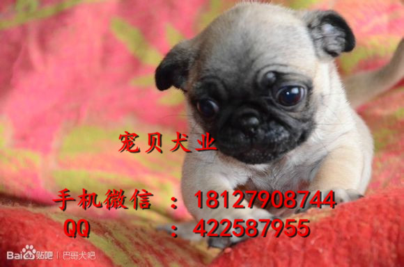 廣州哪里有巴哥巴哥價(jià)格巴哥價(jià)錢巴哥幼犬多少錢