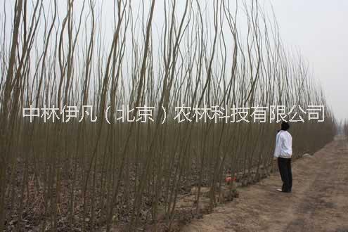 抗蟲速生楊種植，抗蟲速生楊供應(yīng)商，抗蟲速生楊品種