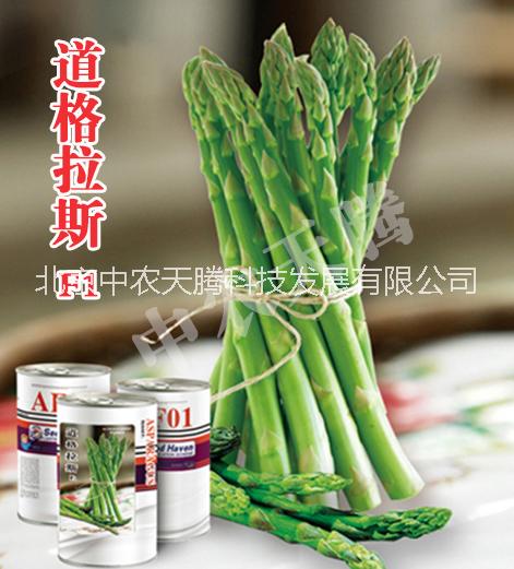 蘆筍種子產(chǎn)量高/專賣蘆筍種子/蘆筍種子銷售 道格拉斯蘆筍種子