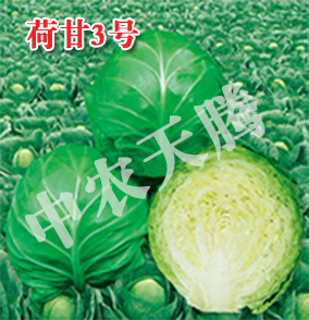 甘藍種子 進口甘藍種子荷甘2號甘藍種子