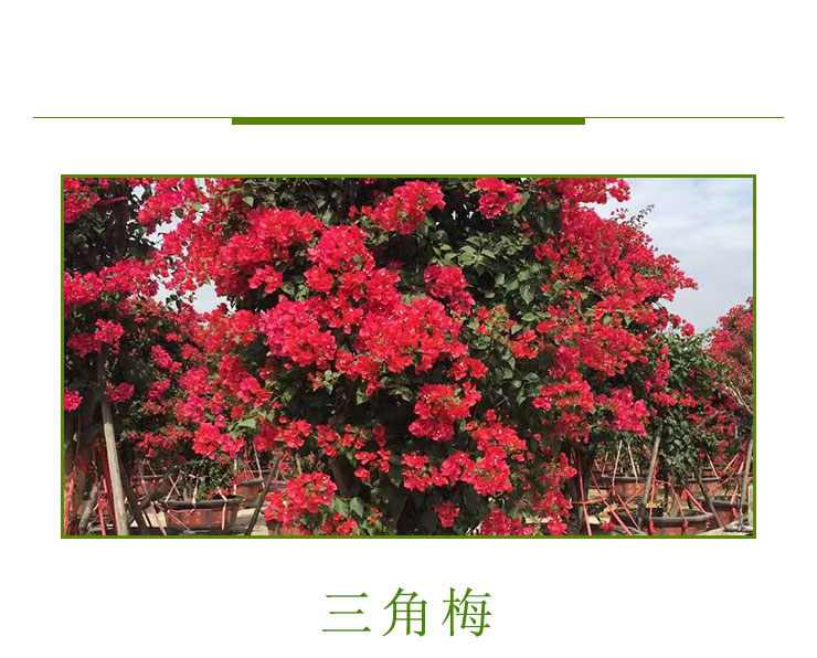三角梅 重慶三角梅 重慶三角梅價格，重慶三角梅種植基地，重慶三角梅供應商，重慶三角梅報價