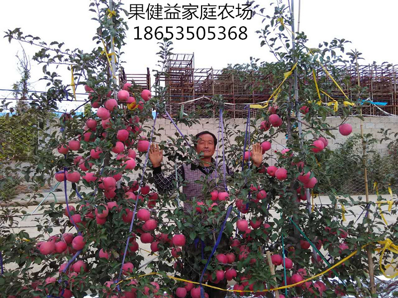 m9t337矮化自根砧煙富3品種
