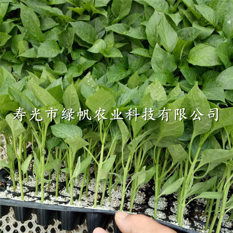 供應(yīng) 黃皮尖椒 【黃龍】尖椒 特色菜 蔬菜種子種苗