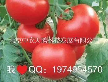 法國普林斯西葫蘆種子批發(fā)，西葫蘆種子報價，西葫蘆種子批發(fā)價格