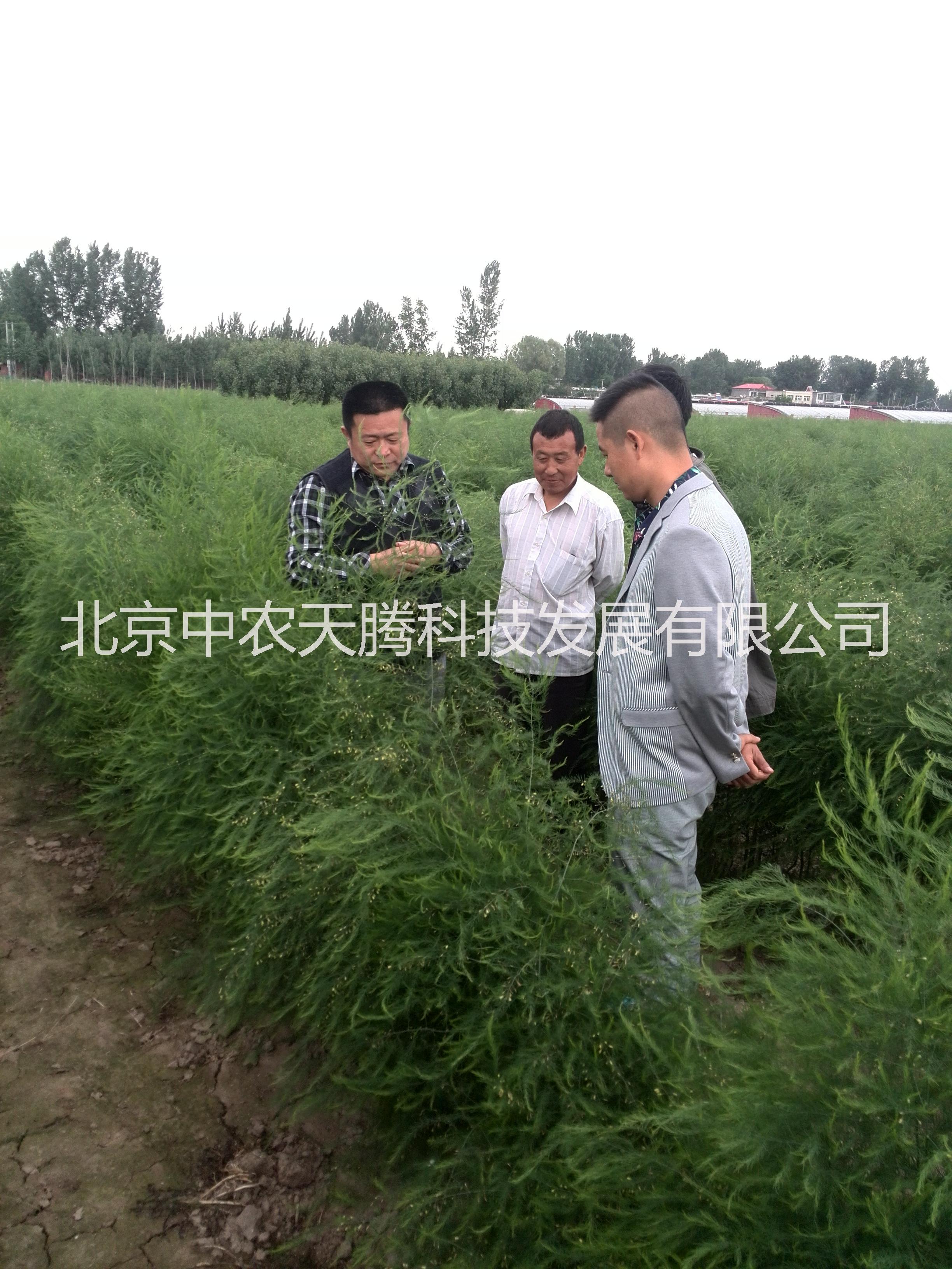 進(jìn)口蘆筍種子   蒙德歐蘆筍種子     蘆筍種子價格