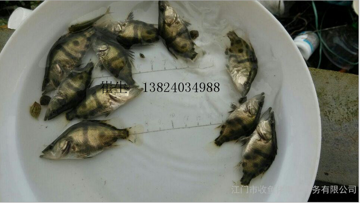 大量供應鱖花魚苗 桂魚苗 廣東魚苗