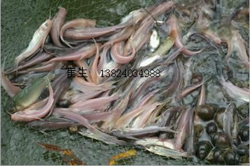 全國批發(fā)優(yōu)質(zhì)斑點叉尾鮰魚苗 叉尾魚苗 叉尾鉗魚苗