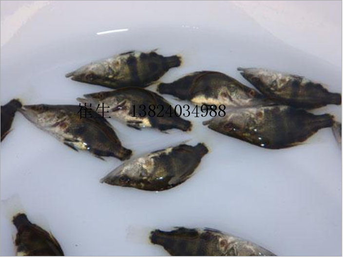 大量供應鱖花魚苗 桂魚苗 廣東魚苗