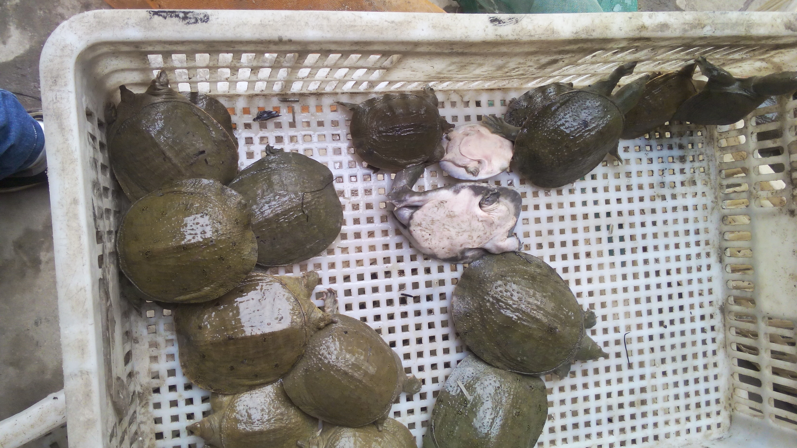 江蘇甲魚基地中華鱉甲魚苗多少錢大量批發(fā)中華鱉甲魚種苗