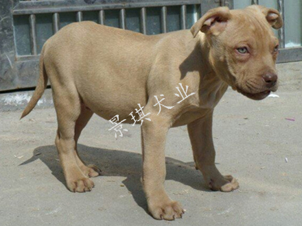 湖南比特犬繁殖基地 景琪犬業(yè)常年出售 比特犬 大體比特犬