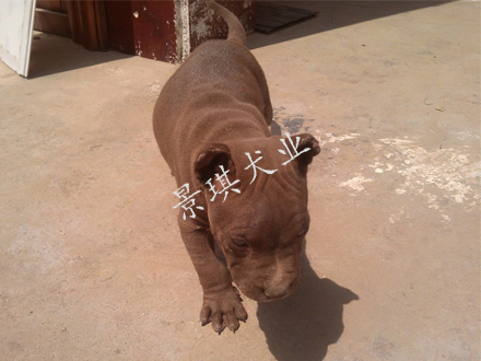比特犬價(jià)格 哪里有賣(mài)純種比特犬的 比特犬好養(yǎng)嗎