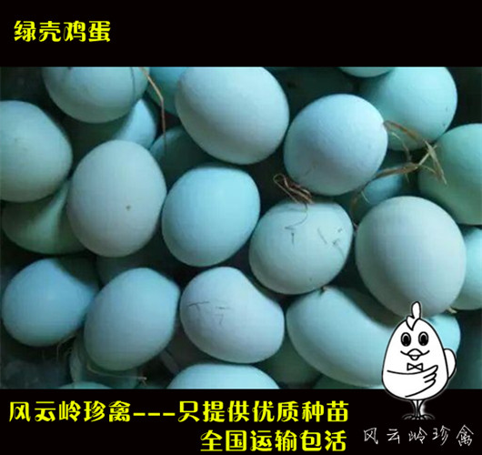 湖南綠殼蛋雞苗-哪里有五黑雞苗