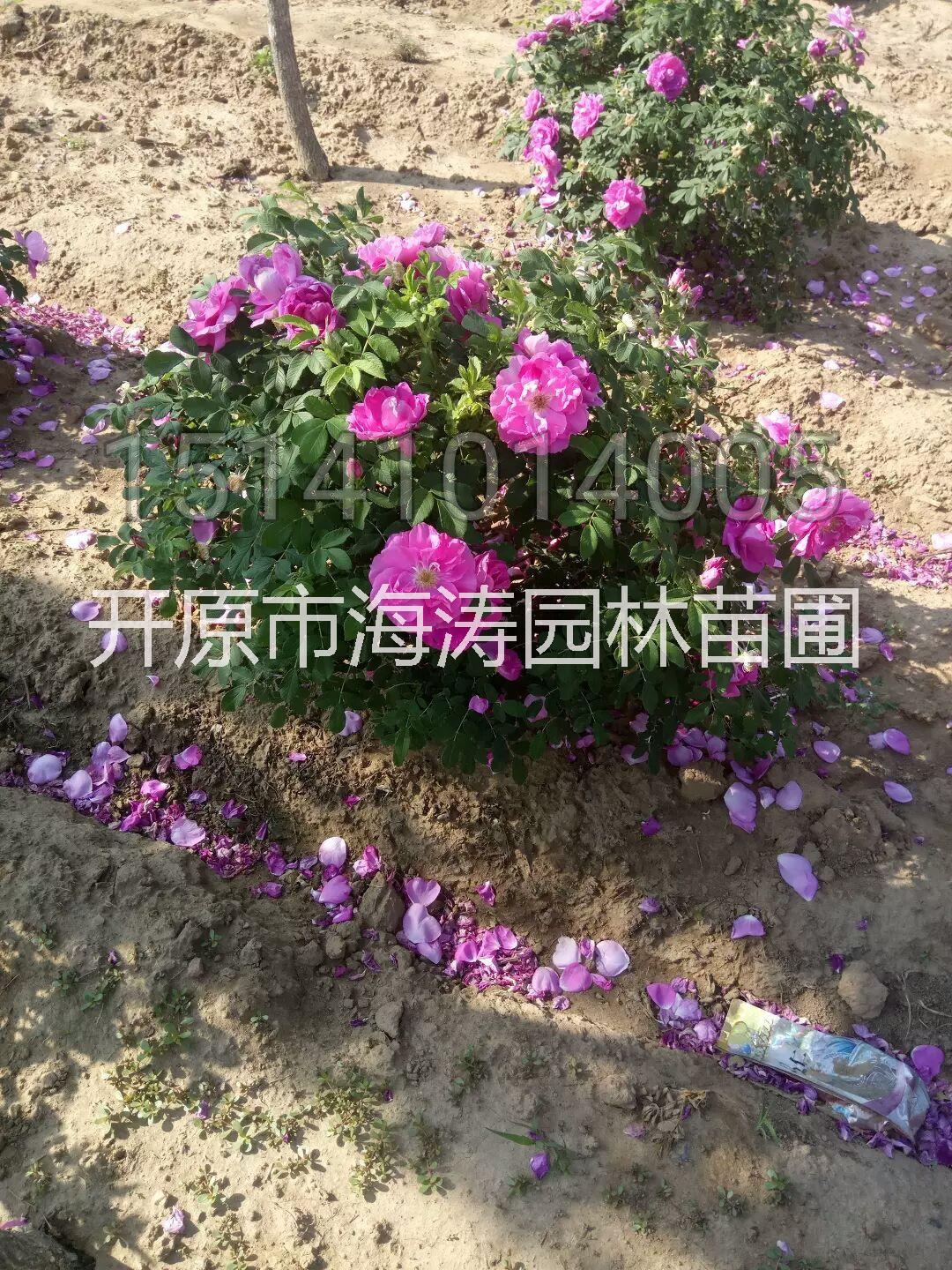 玫瑰球價格批發(fā)