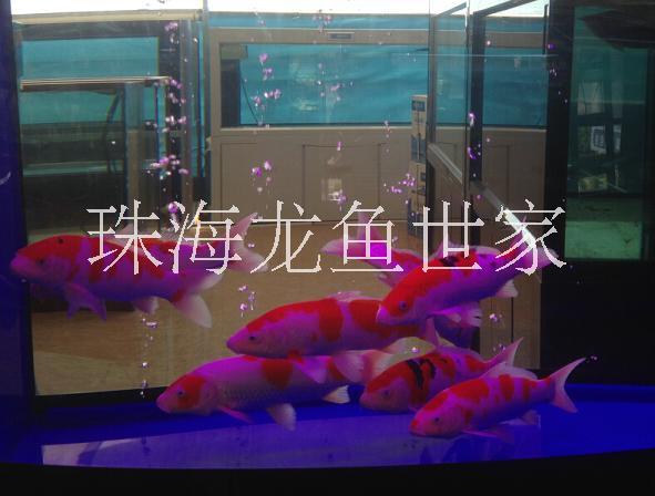 批量銷售亞克力魚缸 珠海珊瑚魚缸定做 亞克力魚缸定做