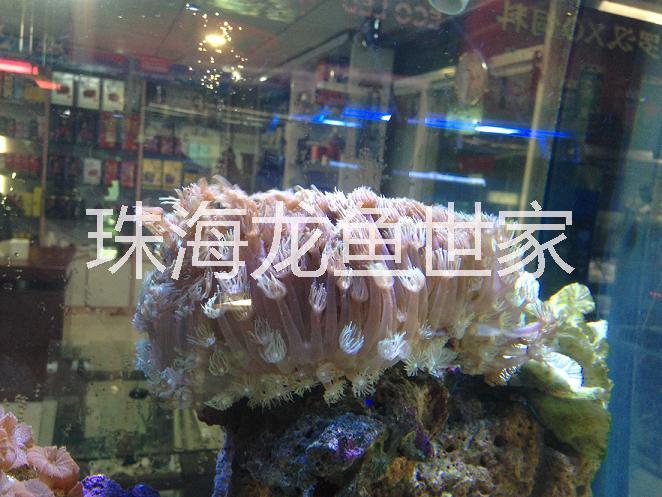 珠海大量魚(yú)缸定制 海鮮池 魚(yú)池定