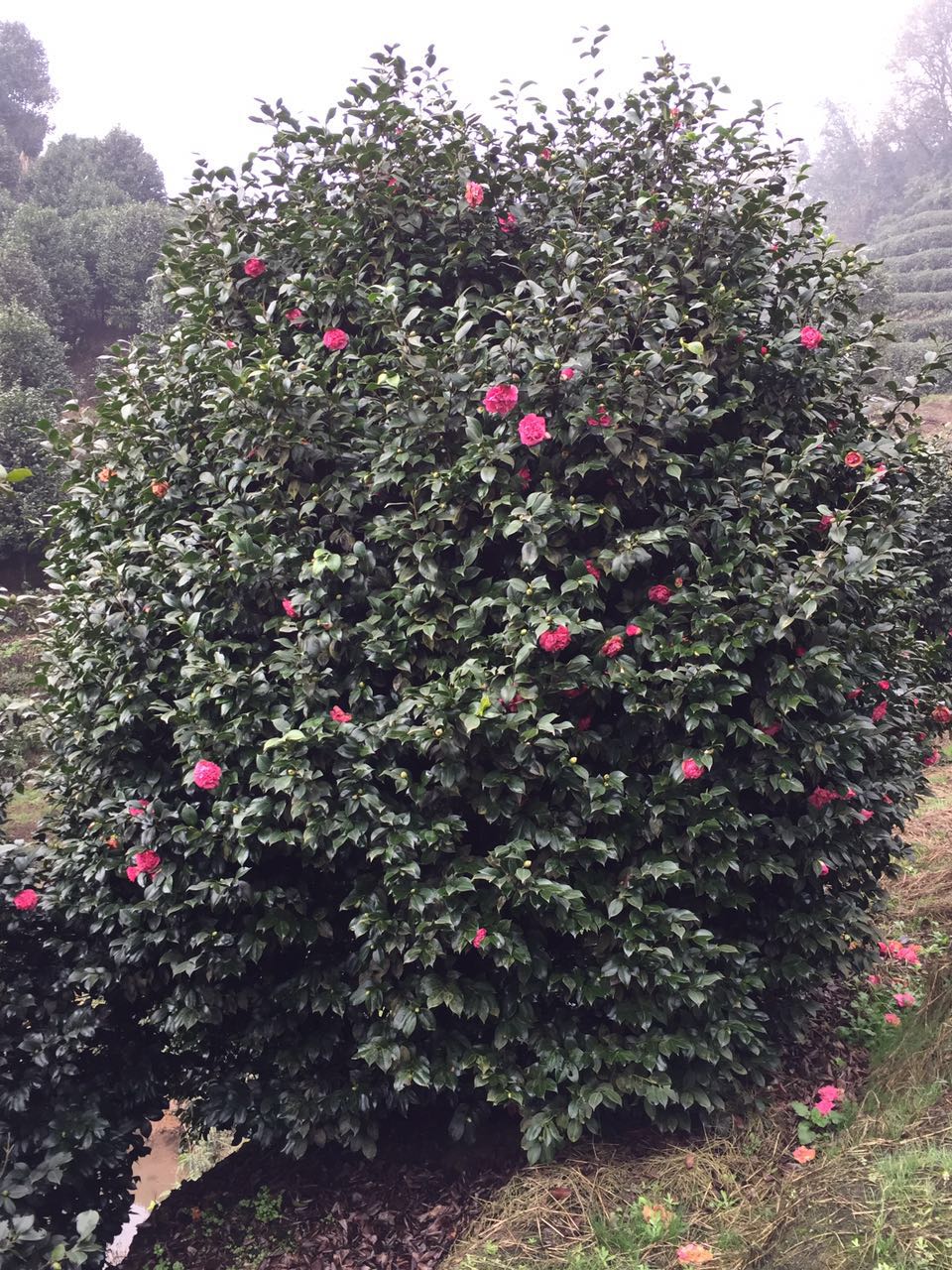 四川茶花球四川茶花球批發(fā)四川茶花球種植基地四川茶花球價格