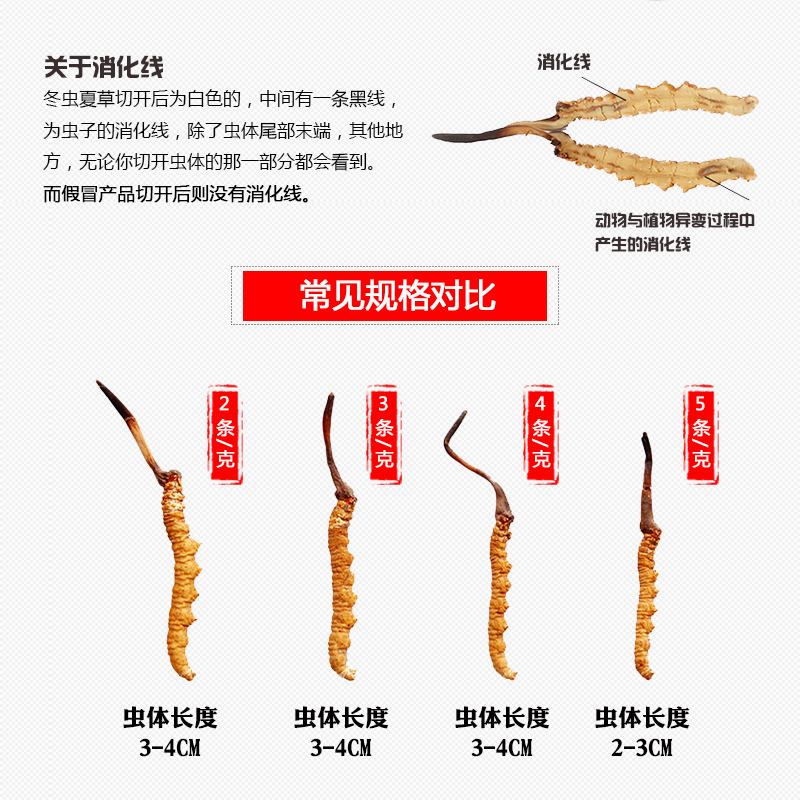 東強堂玉樹冬蟲夏草 2.5條1克