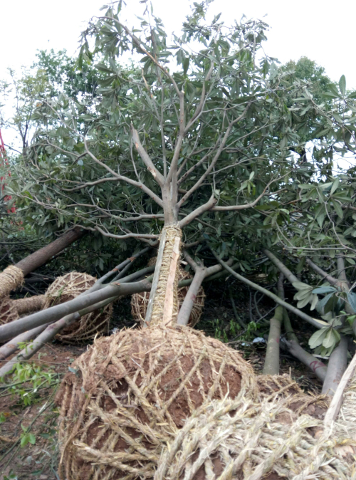 湖北紅東供應(yīng)枇杷12公分*枇杷
